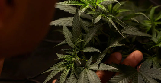 What are Terpenes?