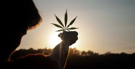 Hemp Oil vs CBD Oil: Understanding The Differences