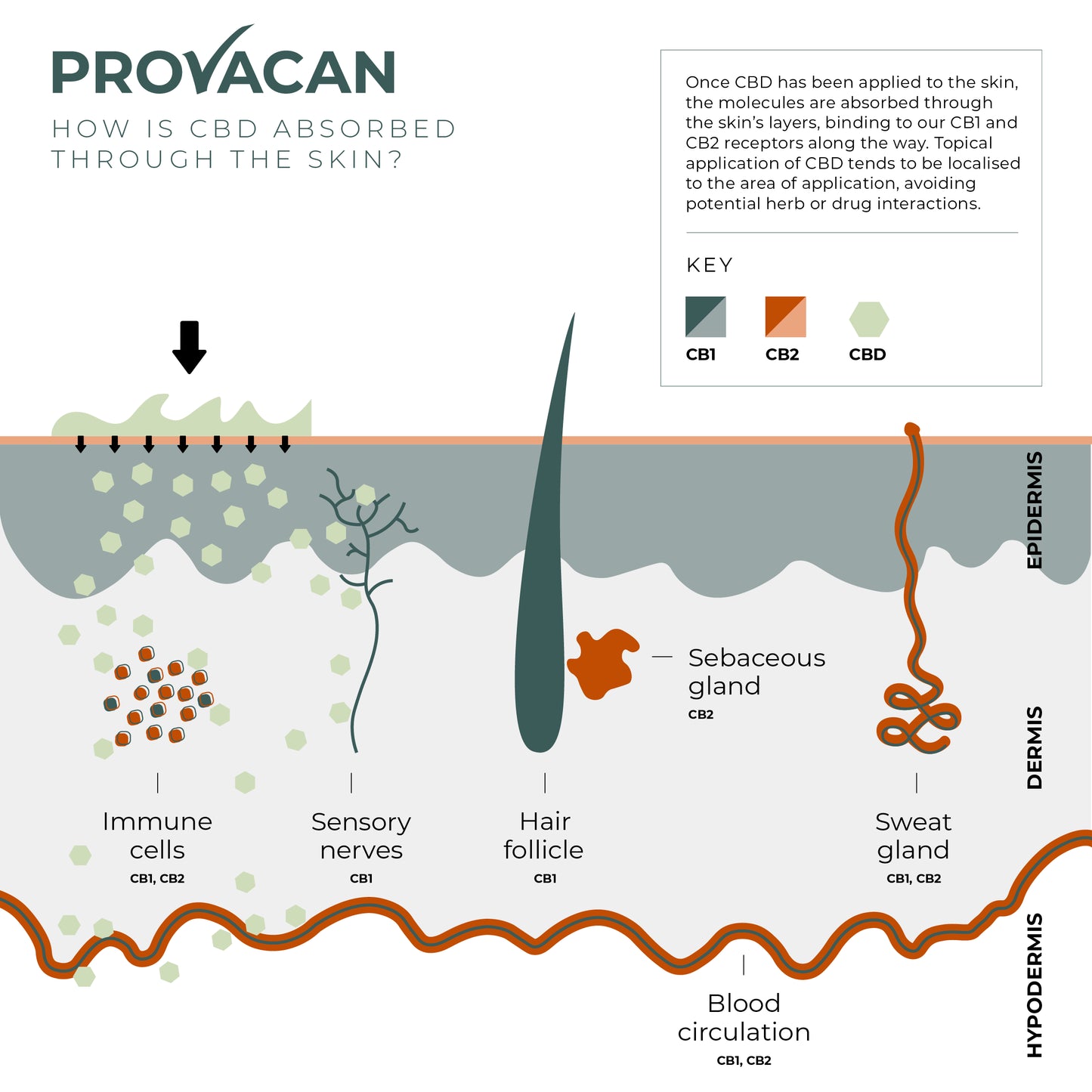 Provacan diagram explaining how CBD is absorbed through the skin
