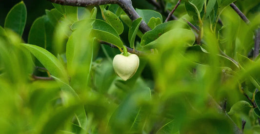 Heart-shaped white fruit on a branch surrounded by green leaves