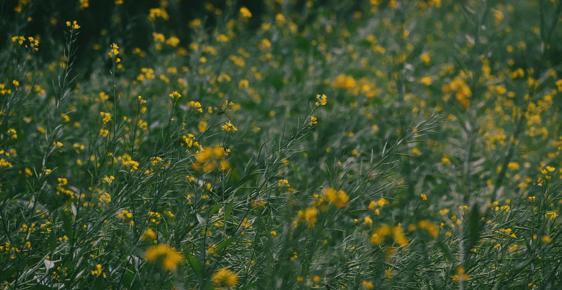 Close-up of a wildflower meadow with small yellow flowers