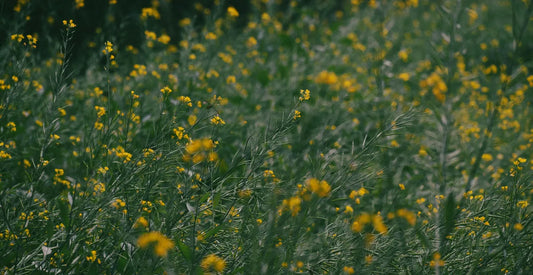 Close-up of a wildflower meadow with small yellow flowers