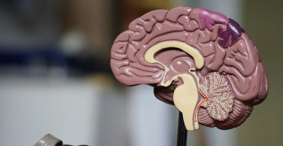 Plastic brain model