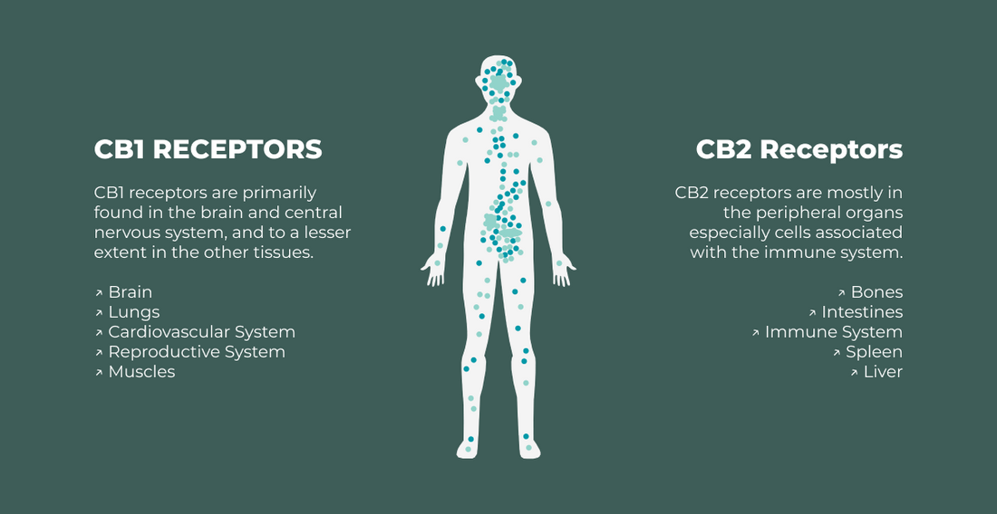 What Does the Endocannabinoid System Do?