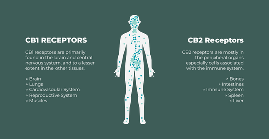 What Does the Endocannabinoid System Do?