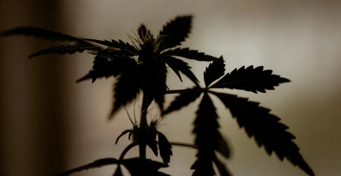CBD vs. THC: What You Need To Know