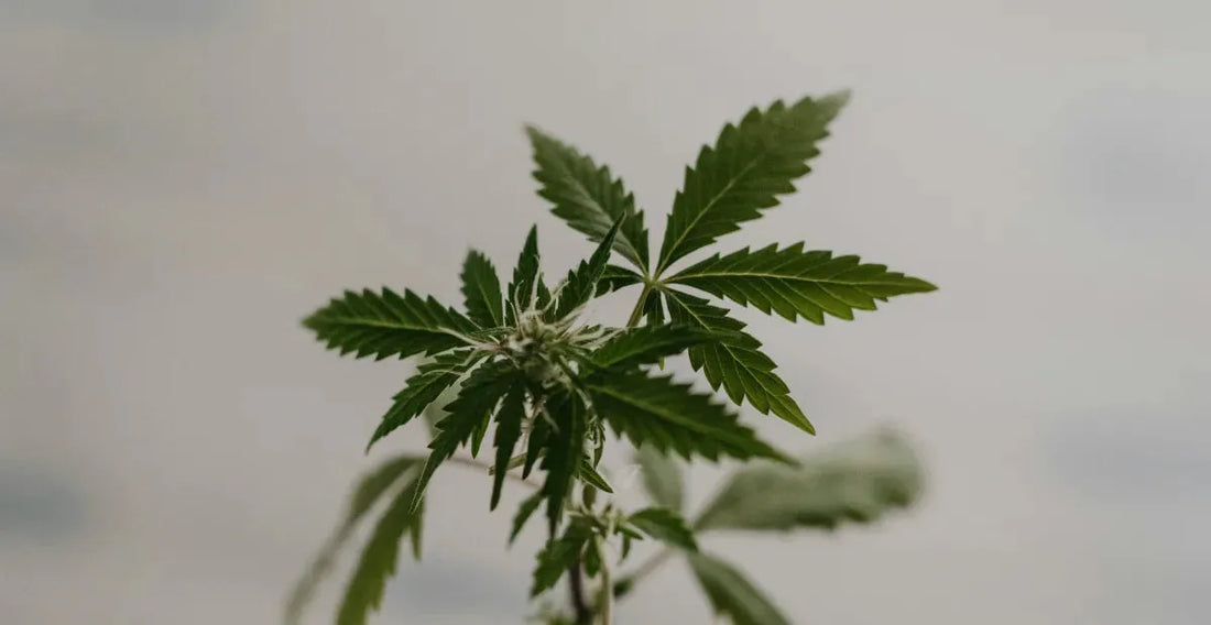 CBN vs CBD: Differences Explained
