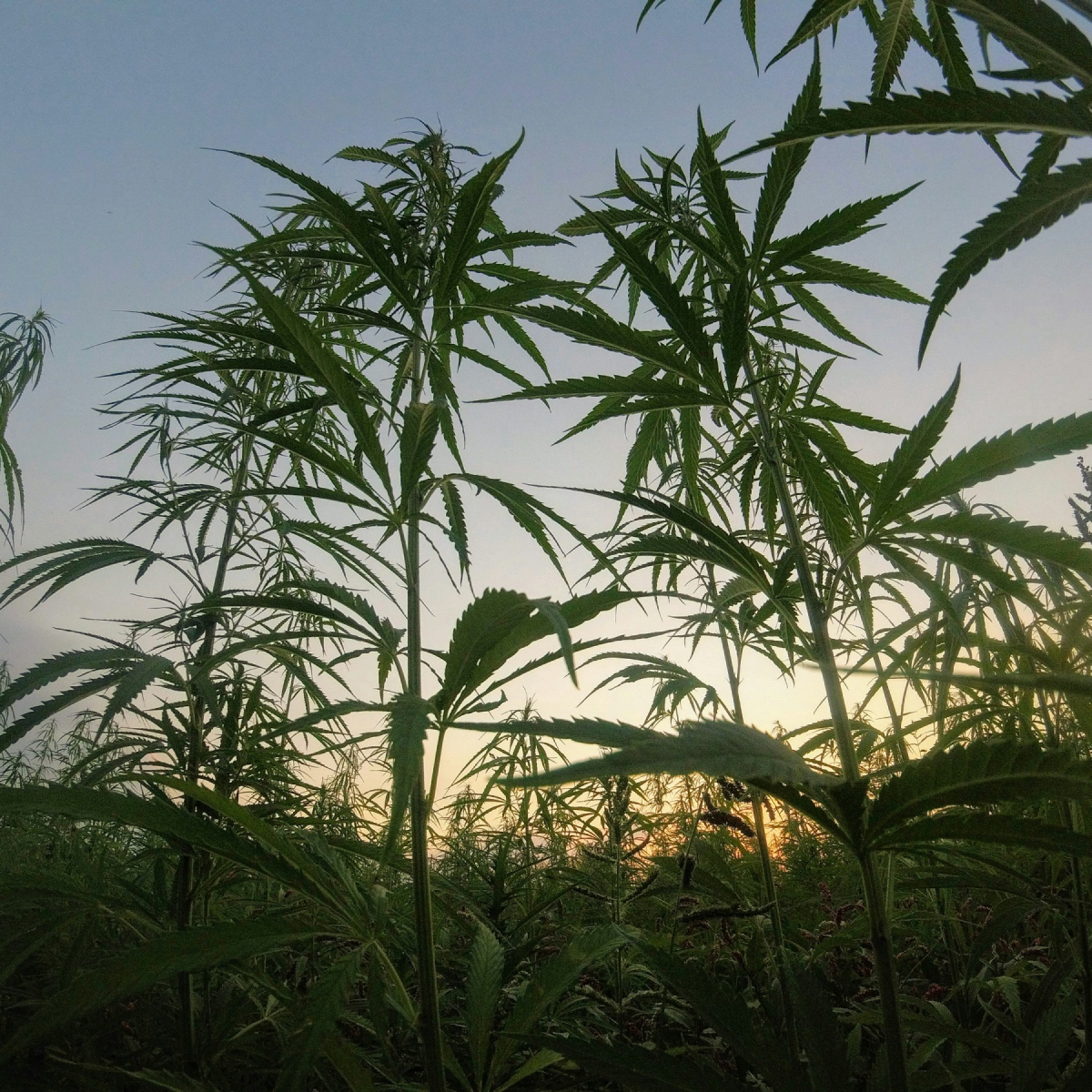 Organic Hemp.png