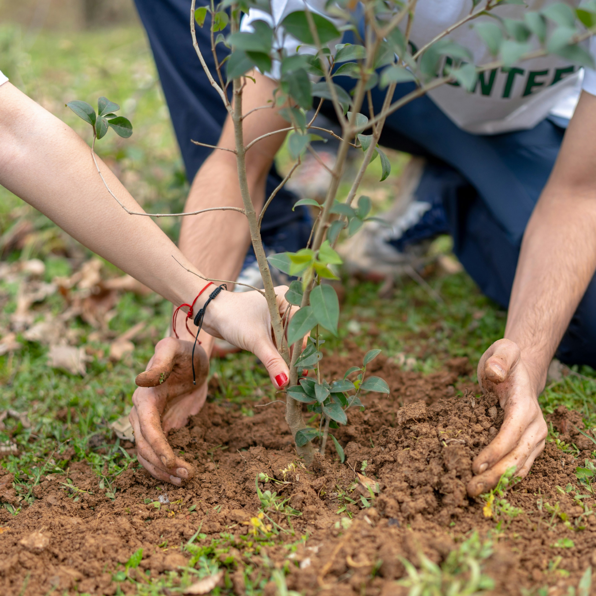 Tree Planting 2.png